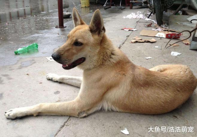 最忠诚的5种狗，德牧榜上有名，第五种城市里已很少见了