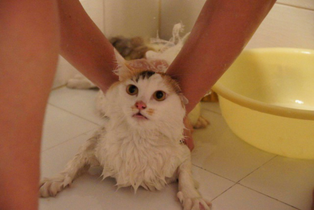 关于“洗猫”你想知道的所有问题，大概都在这里了！