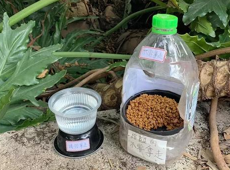 网友给流浪猫咪制作了一套精致餐具, 一个简单的举动却感动无数人