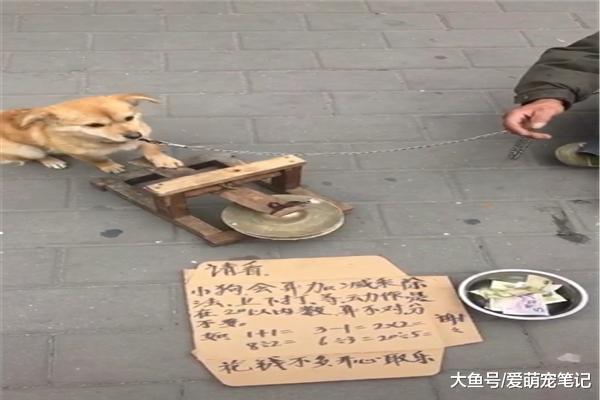 田园犬在街头敲锣卖艺，而且还精通算法，汪：为这个家付出了太多
