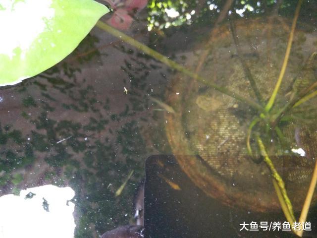 实践证明虎皮鱼确实咬燕鱼，再加上一条罪过，还啃食水草