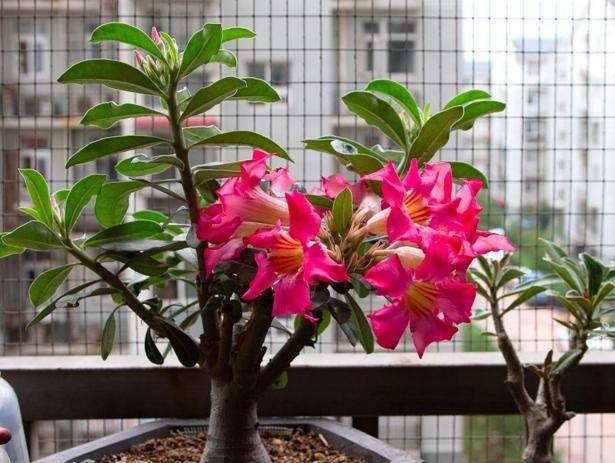 这4种植物最适合上班一族，放它半个月不浇水，反而越长越茂密