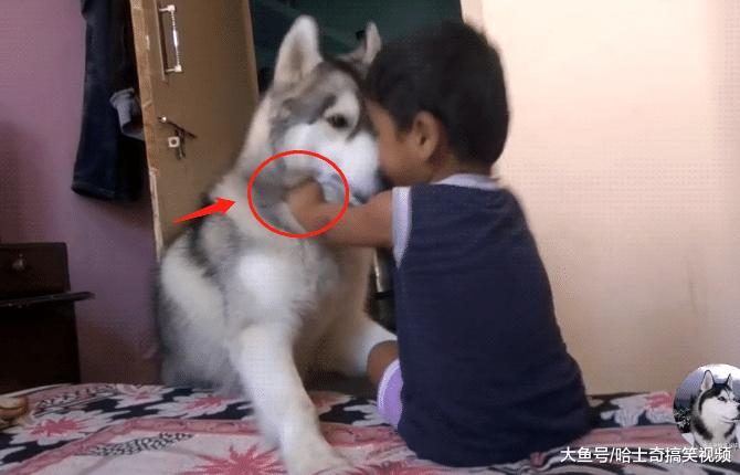 二哈拆家屡教不改，结果却被小主人制服，还是熊孩子有办法