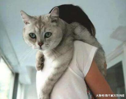 养猫的注意了：你的这5种行为，会让猫咪感到“负担”！