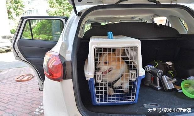 駕車帶狗狗出去游玩，狗狗暈車了怎么辦？5大妙招教你解決難題