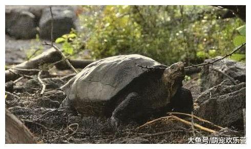 灭绝了100年的动物又被发现，然而它却摆出了非常害羞的动作！