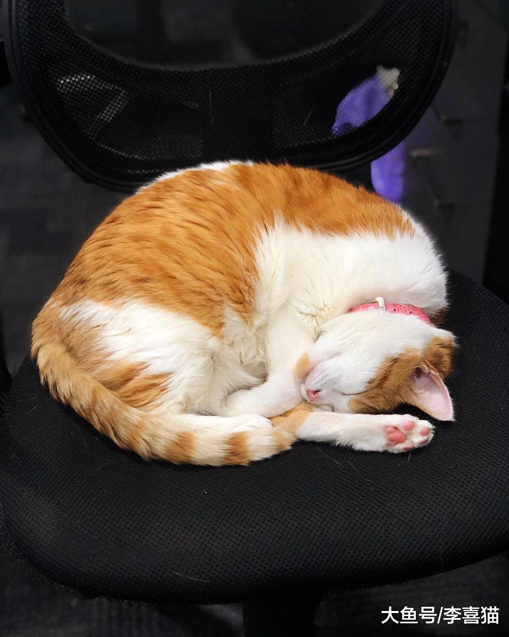 以欺負動物為樂趣的熊孩子，其實是家庭教育出現問題的表現