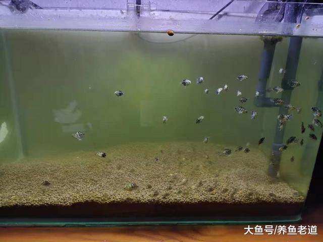 遭遇了鱼缸水质浑浊，采取这些简单方法改善，我就不信治不好它