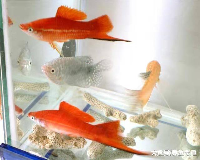 热带鱼患病, 一定不能用高浓度盐水浸泡!