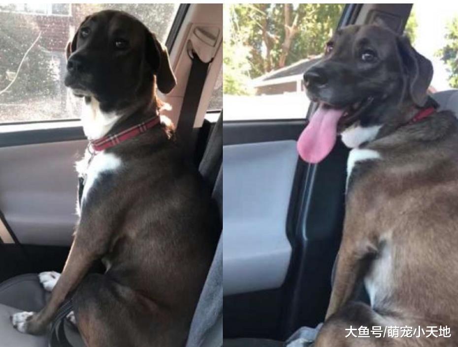 汪被骗去看牙医走心，回程垮脸含泪看窗外叫半天都不理饲主