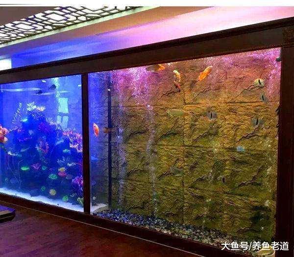 觀賞魚缸，擺放在家里的什么位置不容易死魚？