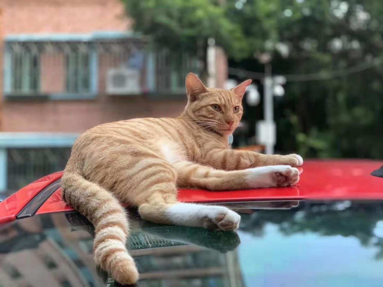 下班回家一只猫赖在车顶不走，猫离开后，才发现是它救了我