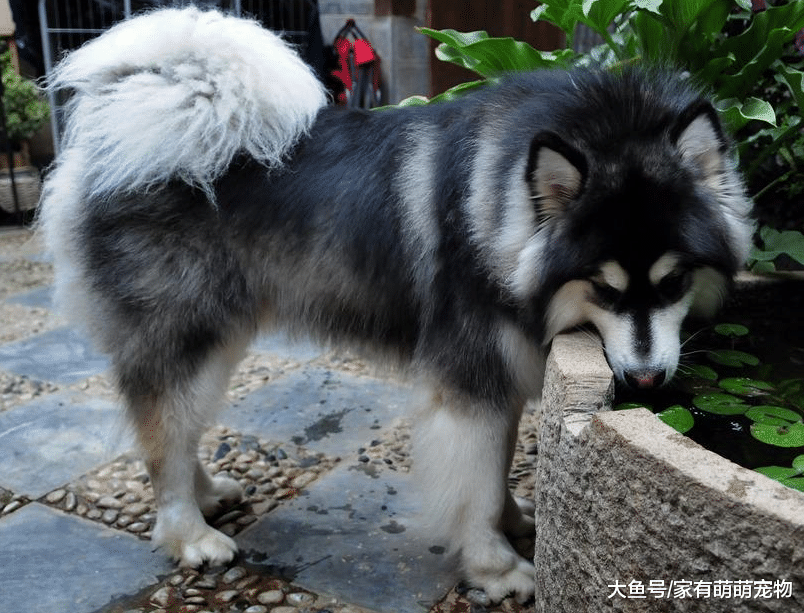 训练狗狗把握住这5点, 让你训练狗狗更快, 狗狗也更听话!