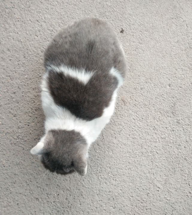 猫咪后背上的花纹很独特，网友：物以稀为贵，遇到这种猫有福气了