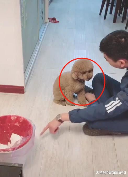 小泰迪犯了错，为了让主人息怒放过自己，竟对主人做出这样的事！