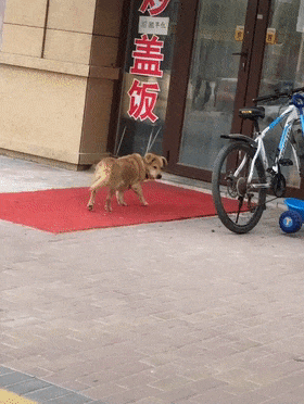 主人開餐廳，黃狗在外面充當活招牌招徠顧客，狗：新年旺旺旺……