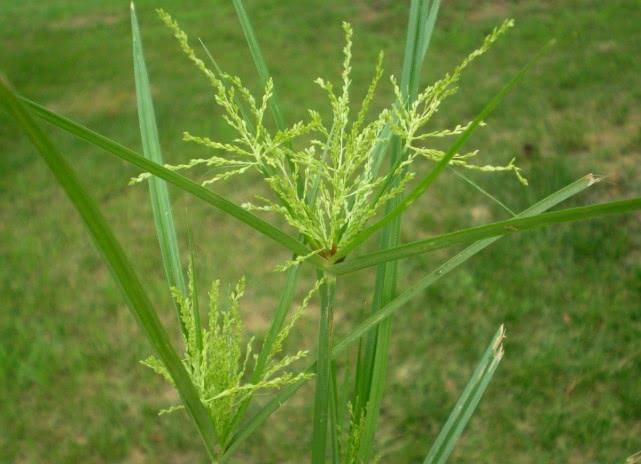 不要再看不起野草了！價值高，功效多，快快珍藏吧