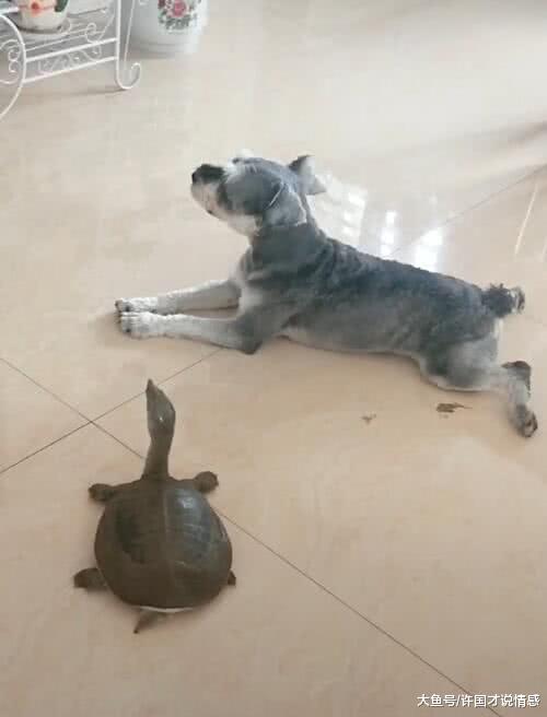 宠主家的甲鱼被狗狗同化，竟然会看电视：这只甲鱼有自己的想法