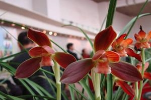 此花被誉为“中国兰花第一红”，家里种上一盆，四季红红火火