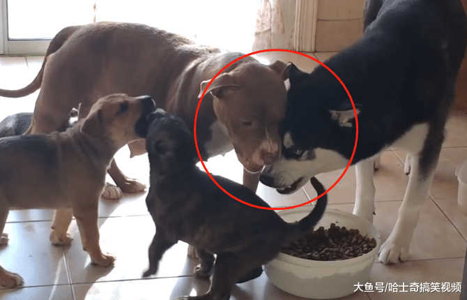 二哈跟比特犬生了寶寶，結果越大越不像它，還不讓奶狗吃飯