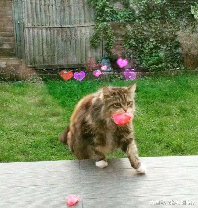 美女搬到新家，邻居家的猫竟偷花来送她，这是在凭真本事泡铲屎妹