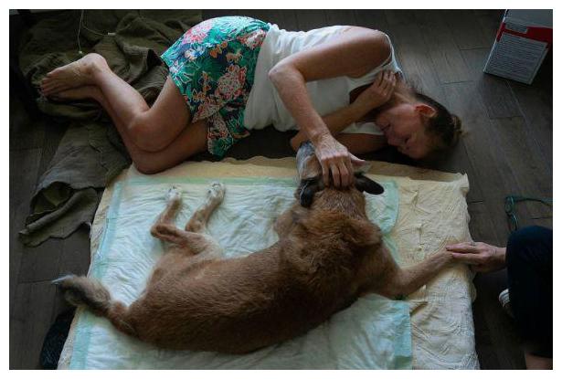 主人抱着要过世的狗狗痛哭，大限面前，这份情感让宠主们心如刀绞