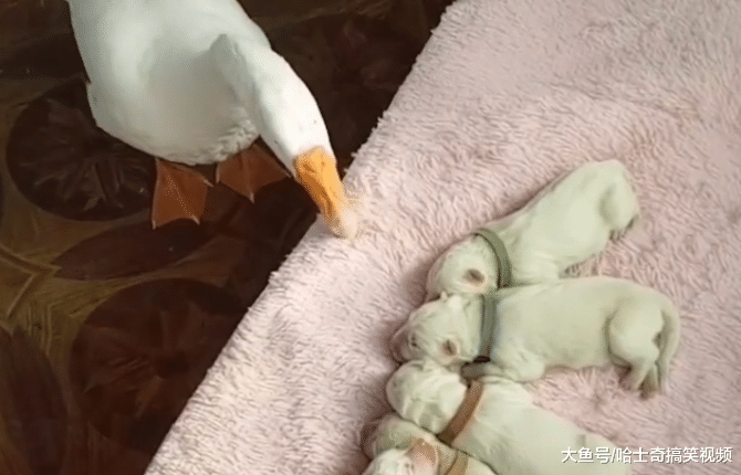大白狗生了6只宝宝，奶狗却被“扛把子”抢走，狗：惹不起