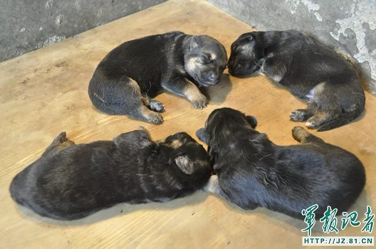 八一，向无言的战士致敬！