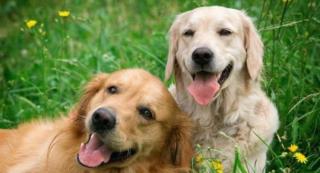 偷狗贼最喜欢偷的5种狗狗，一见就偷，网友：不怕贼偷就怕贼惦记