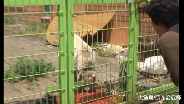 主人不愿花钱给狗治病，将它绑进麻袋里遗弃，它却还在痴痴等主人