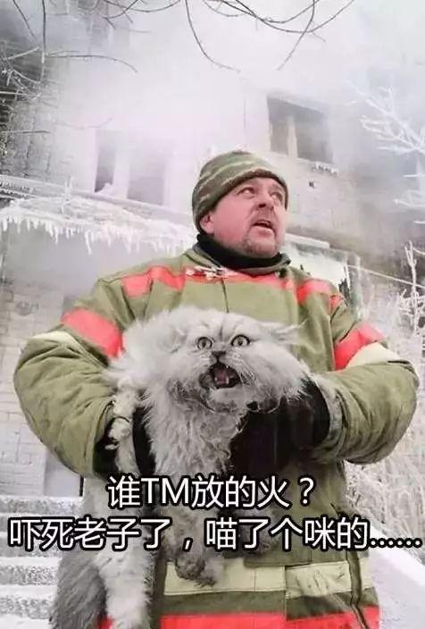 猫主子们大搞怪! 千万不要对猫竖中指, 否则…