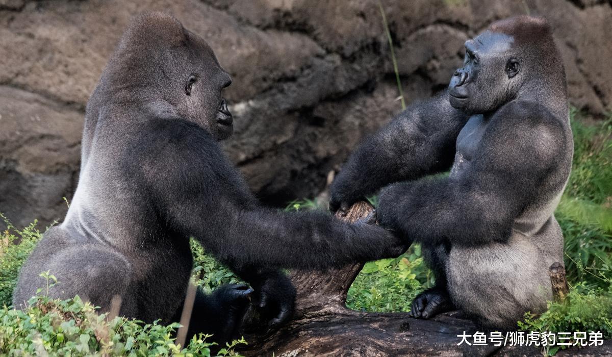 银背大猩猩能与老虎匹敌？先打赢这种排名第四的猫科动物再说