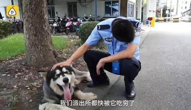 当初好心帮忙收留走失雪橇犬，2天后崩溃大哭：主人你到底在哪？