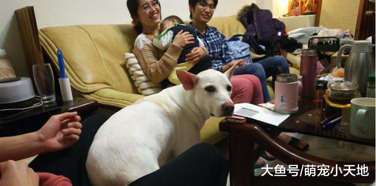 看见主人要抱别人家小孩, 米克斯醋劲大发冲来卡位阻止眼神死