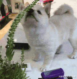 终于知道柴犬的脸为什么那么大了，都是这么来的...