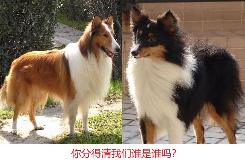 苏牧和喜乐蒂傻傻分不清？其实很简单，看这5个地方就行！