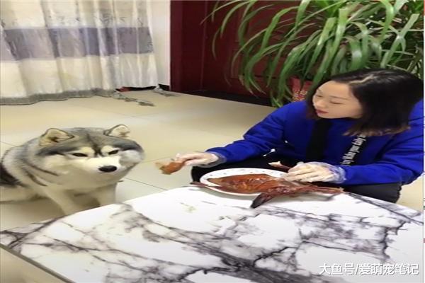 哈士奇想吃桌上烤鸭，听到男主说过年就指望吃狗肉后，立马自闭了