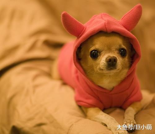 训练小课堂：狗狗连躺都需要教？这是主人和狗在培养感情