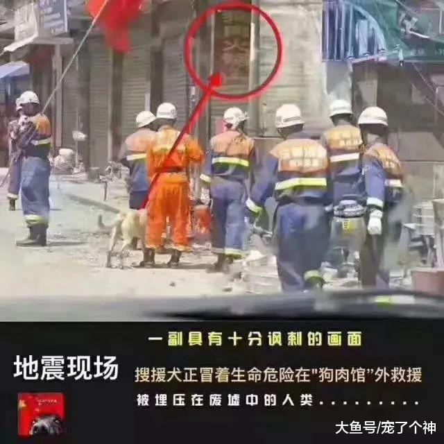 搜救犬：地震中，我不会因为你是狗黑就放弃你。