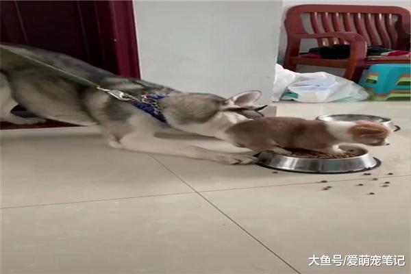 網友給哈士奇找了“弟弟”，可相處卻不太融洽，柯基：狗糧都歸我