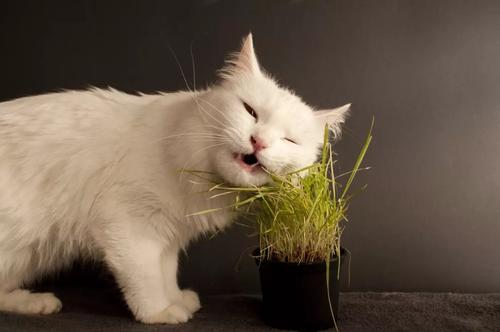 因为舔毛姿势太销魂而上热搜的猫，猫咪为啥热衷舔毛