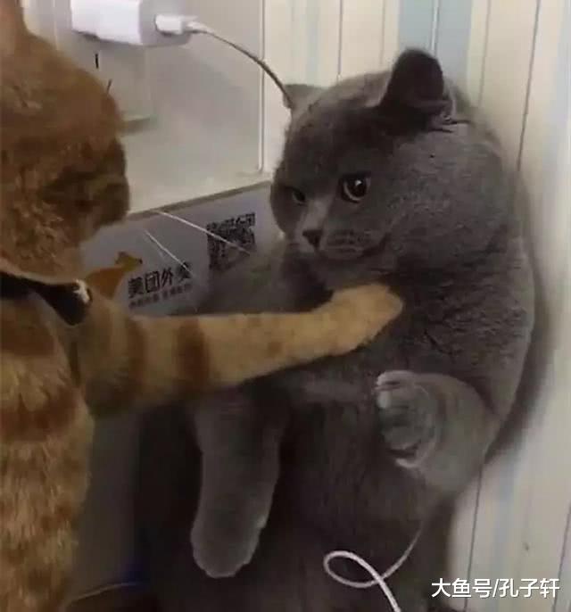 小博美怕吵醒在它身上睡觉的小猫, 保持一个姿势不动, 真是太暖了