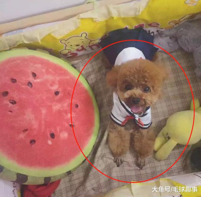 女子因为“怀孕”把泰迪送给婆婆家养，一年后再看见它，真的泪崩