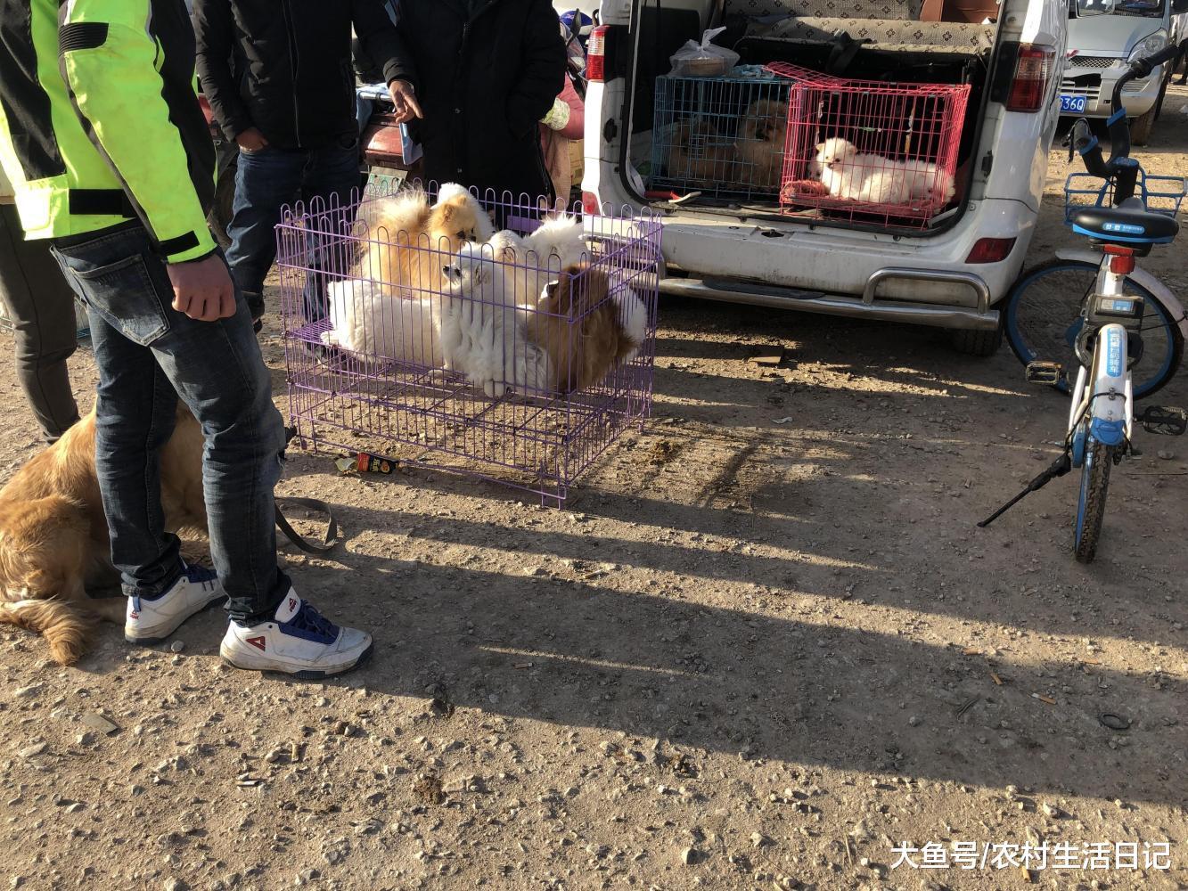 狗市: 宠物市场回温, 商贩的白色和黄色博美吸引了一些路人围观!