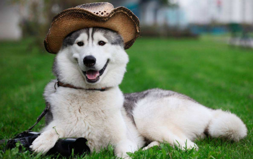 狗狗其实很聪明，经常会做这4个动作，你知道是什么意思吗？