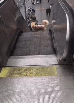 柴犬愛玩電梯，上下往返不停折騰，狗：我能玩一天……