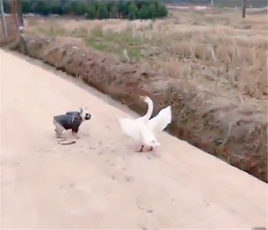 斗牛犬回農村鉆水溝，狗子滿身泥巴奔竄似魚雷，小路上人見人躲…