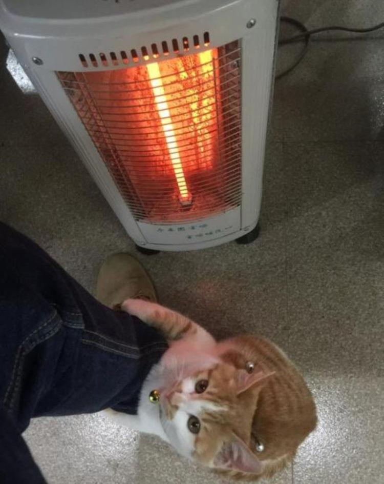 本想养只猫暖手过冬, 转头看到这场景, 主人: 这货还不如我扛冻