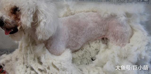 不想狗狗毛发打结？做到这4点，狗狗毛发漂亮又柔顺