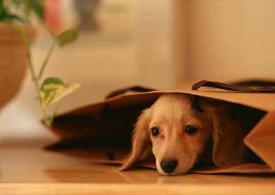 狗狗动不动就恐惧，甚至还会咬人，3个步骤带你破解恐惧真相